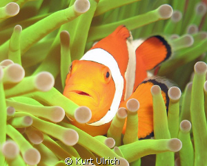 Wakatobi Clown Anenome Fish by Kurt Ulrich 